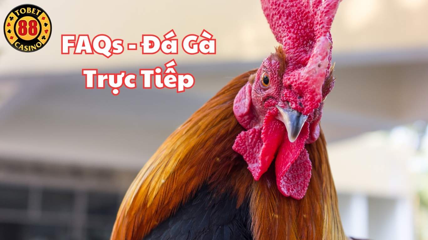 Câu Hỏi Thường Gặp (FAQs) - Gia Đá Gà Trực Tiếp Tobet88